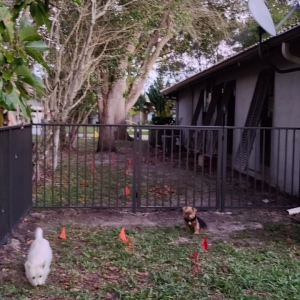 Xtreme Fence Completed Fence Installation Project In South Florida